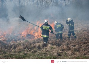 12970897_996930877067362_7945516339502702913_o